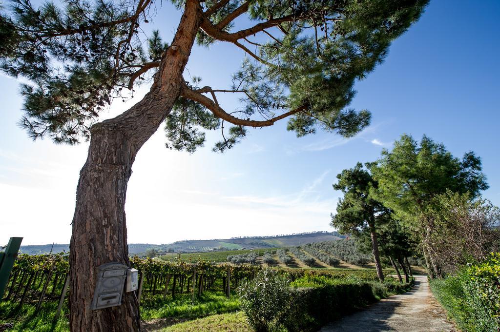 Masseria Del Vino ลอเรโต อาปรุนติโน ภายนอก รูปภาพ