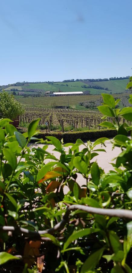 Masseria Del Vino ลอเรโต อาปรุนติโน ภายนอก รูปภาพ